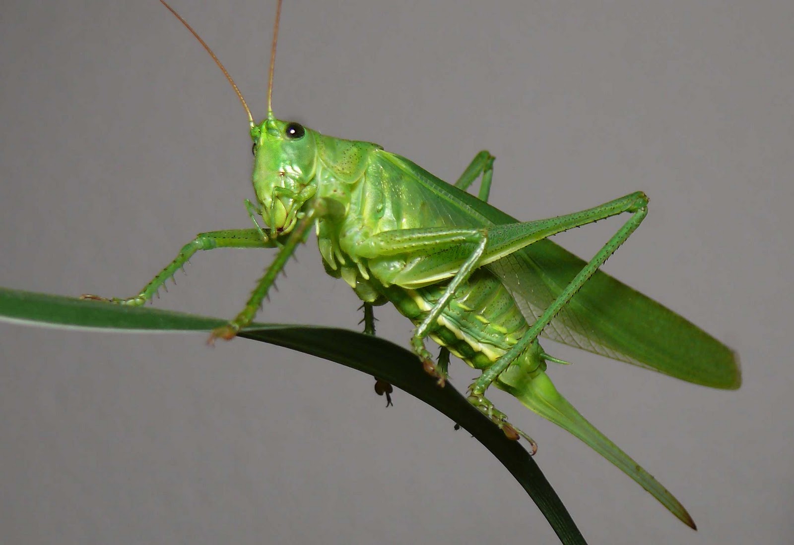 What are some of the characteristics of grasshoppers?