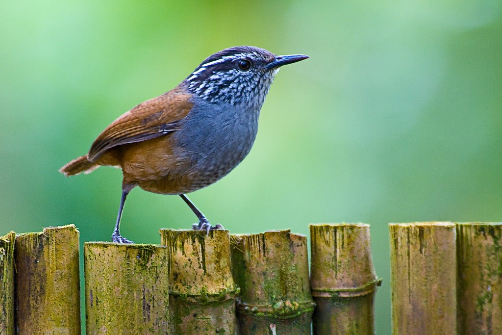 Gray-breasted wood wren