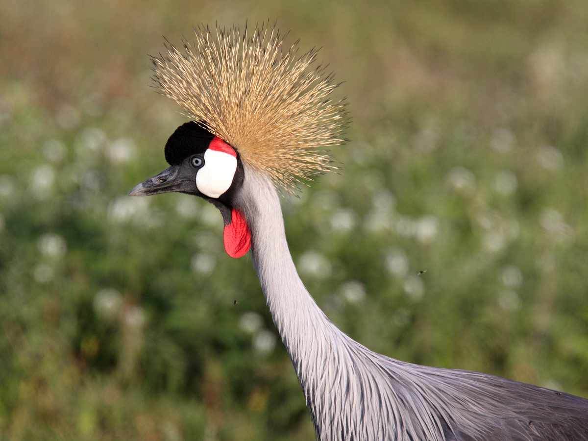 Pretty Gray crowned crane