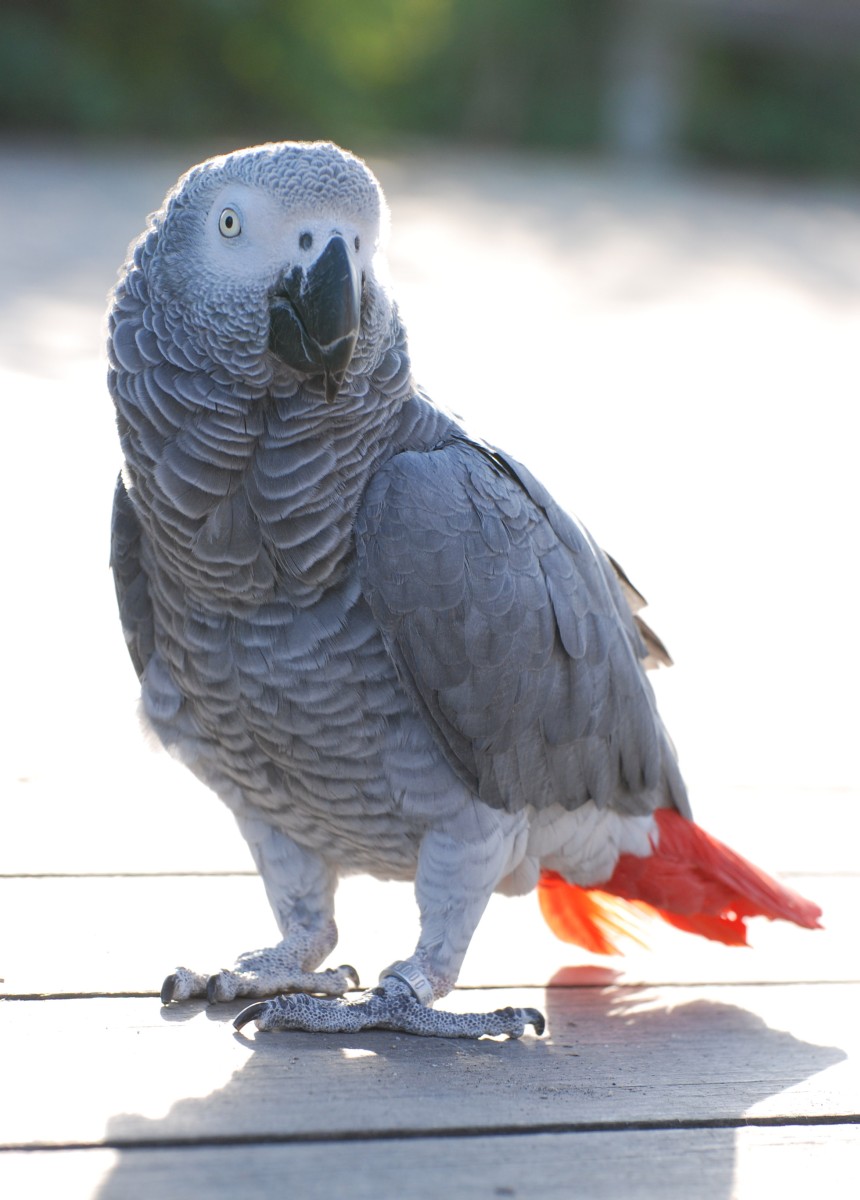 Pretty Gray parrot
