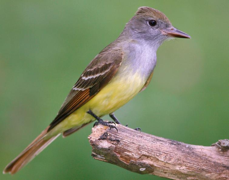 Pretty Great crested flycatcher