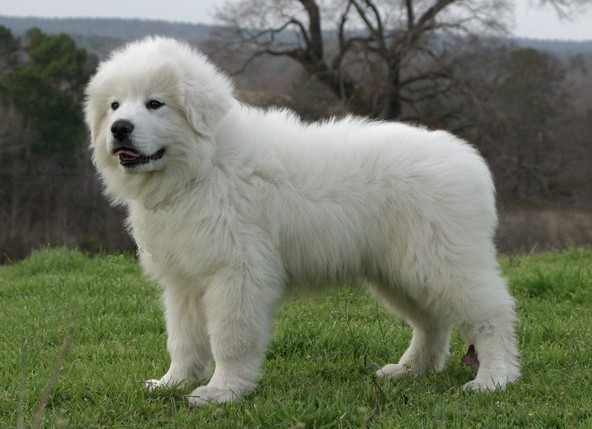 Great Pyrenees - Dog Breed