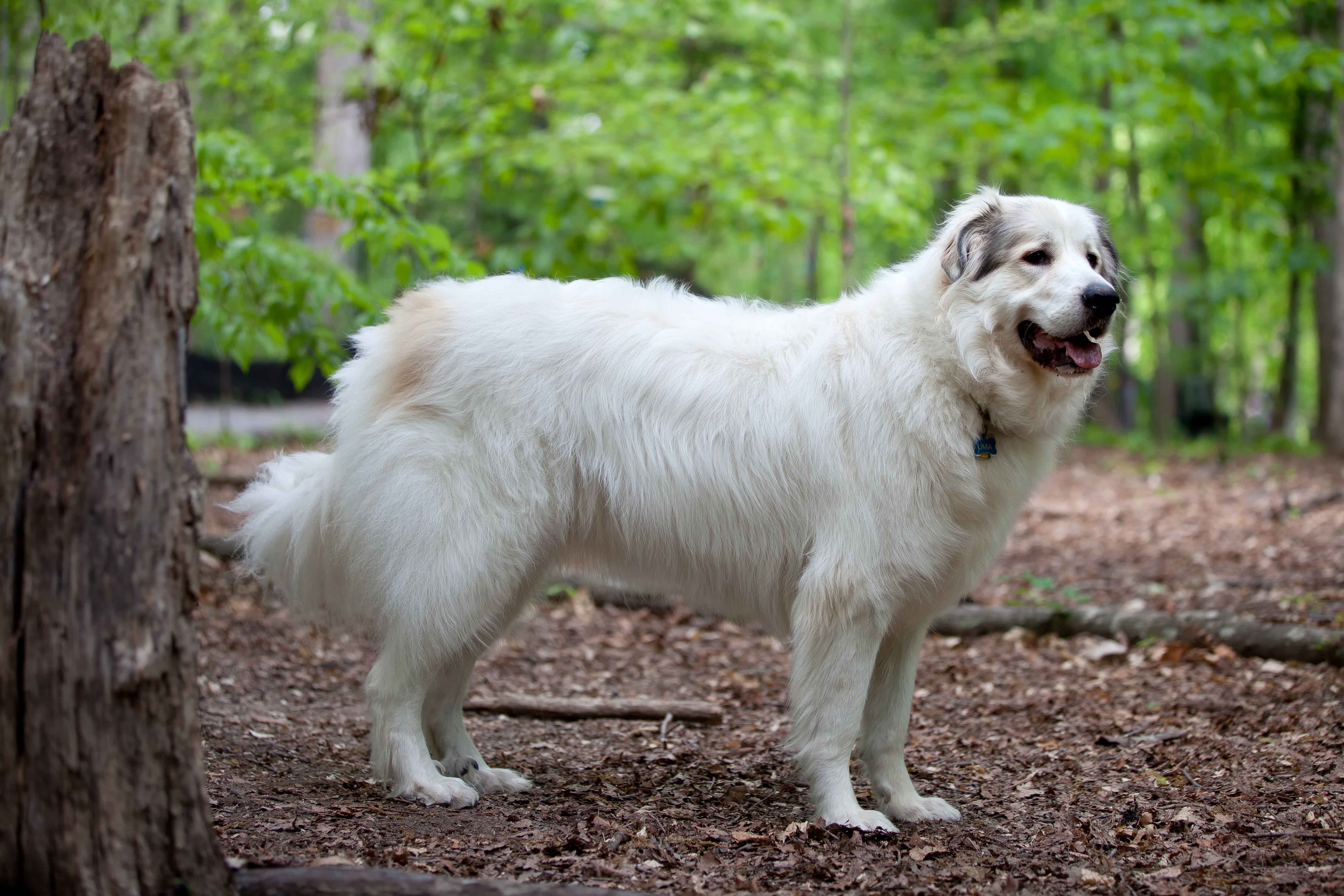 Cool Great Pyrenees - Dog Breed