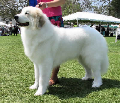 Wallpaper Great Pyrenees - Dog Breed