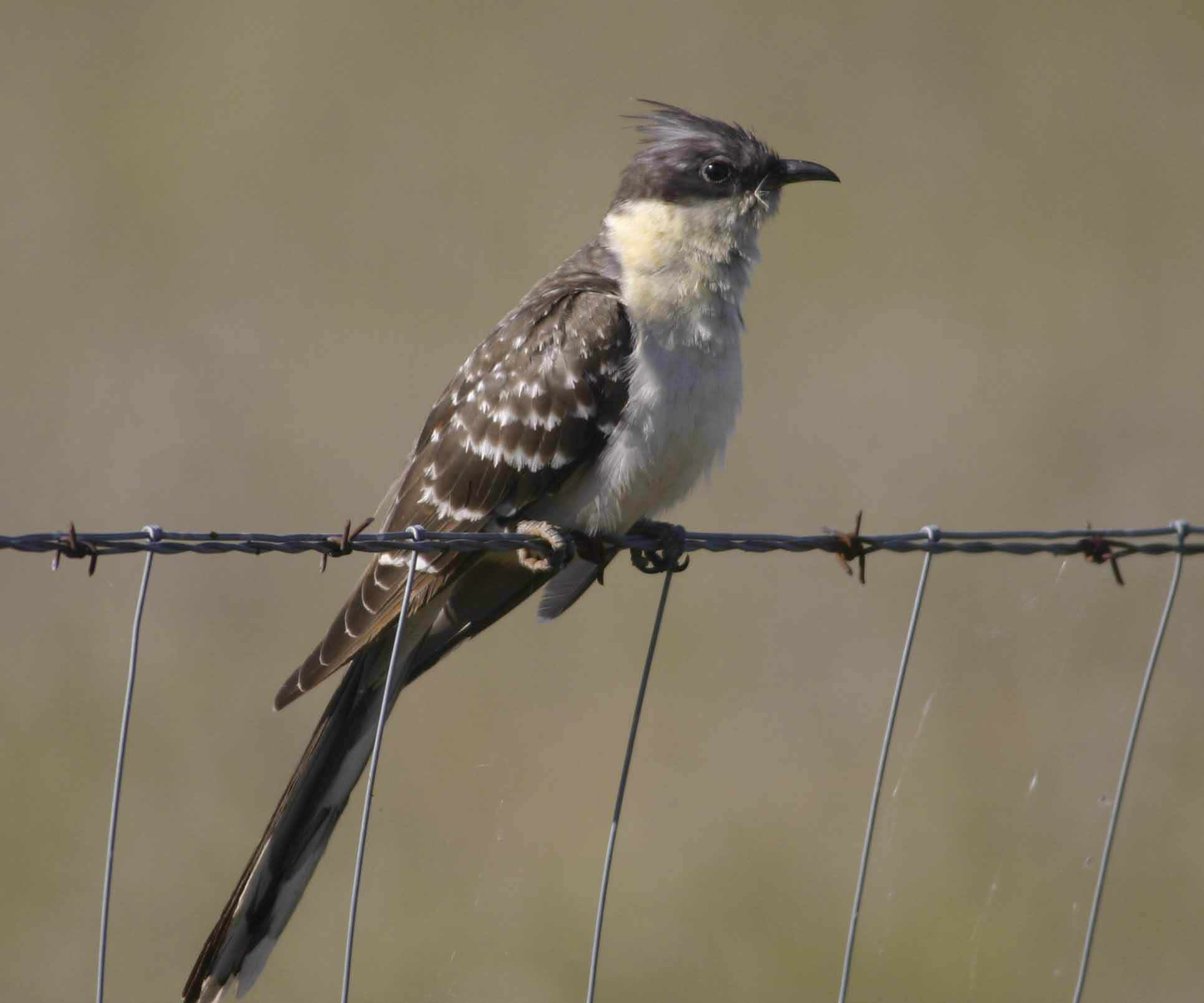 Pretty Great spotted cuckoo