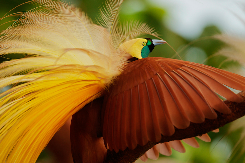 Pretty Greater bird of paradise