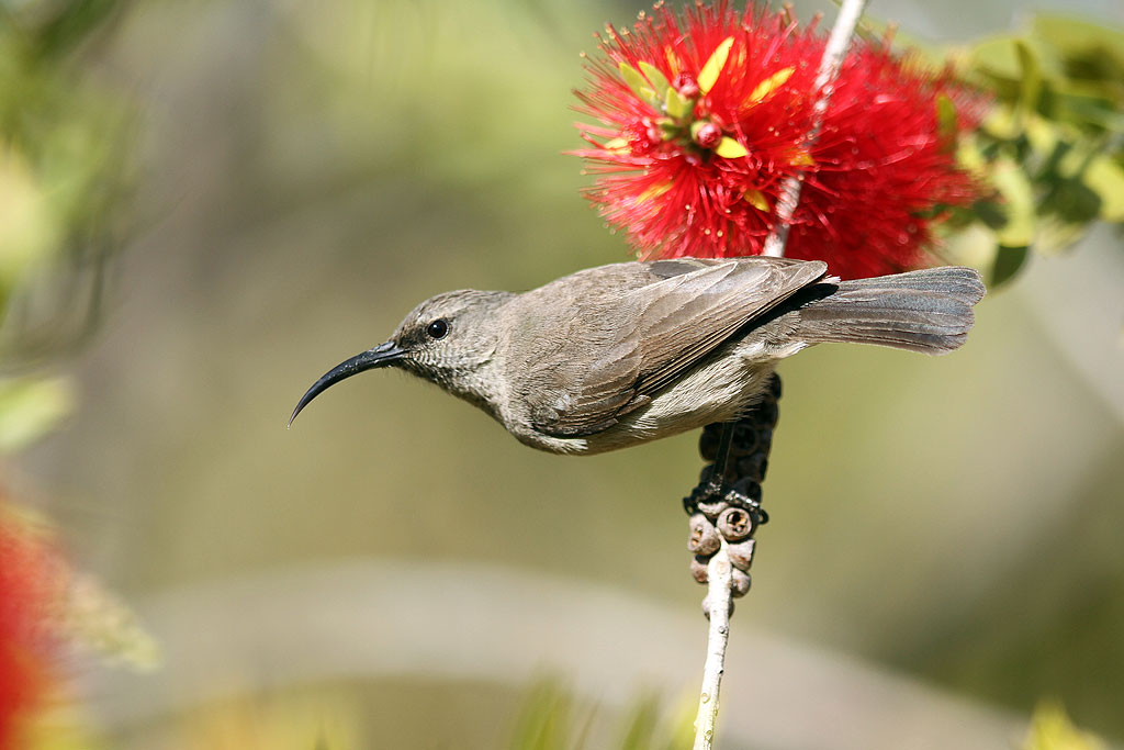 Pretty Greater double-collared sunbird