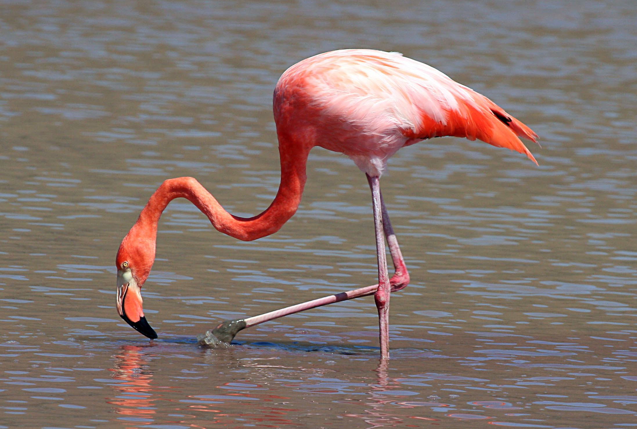 greater-flamingo1.jpg