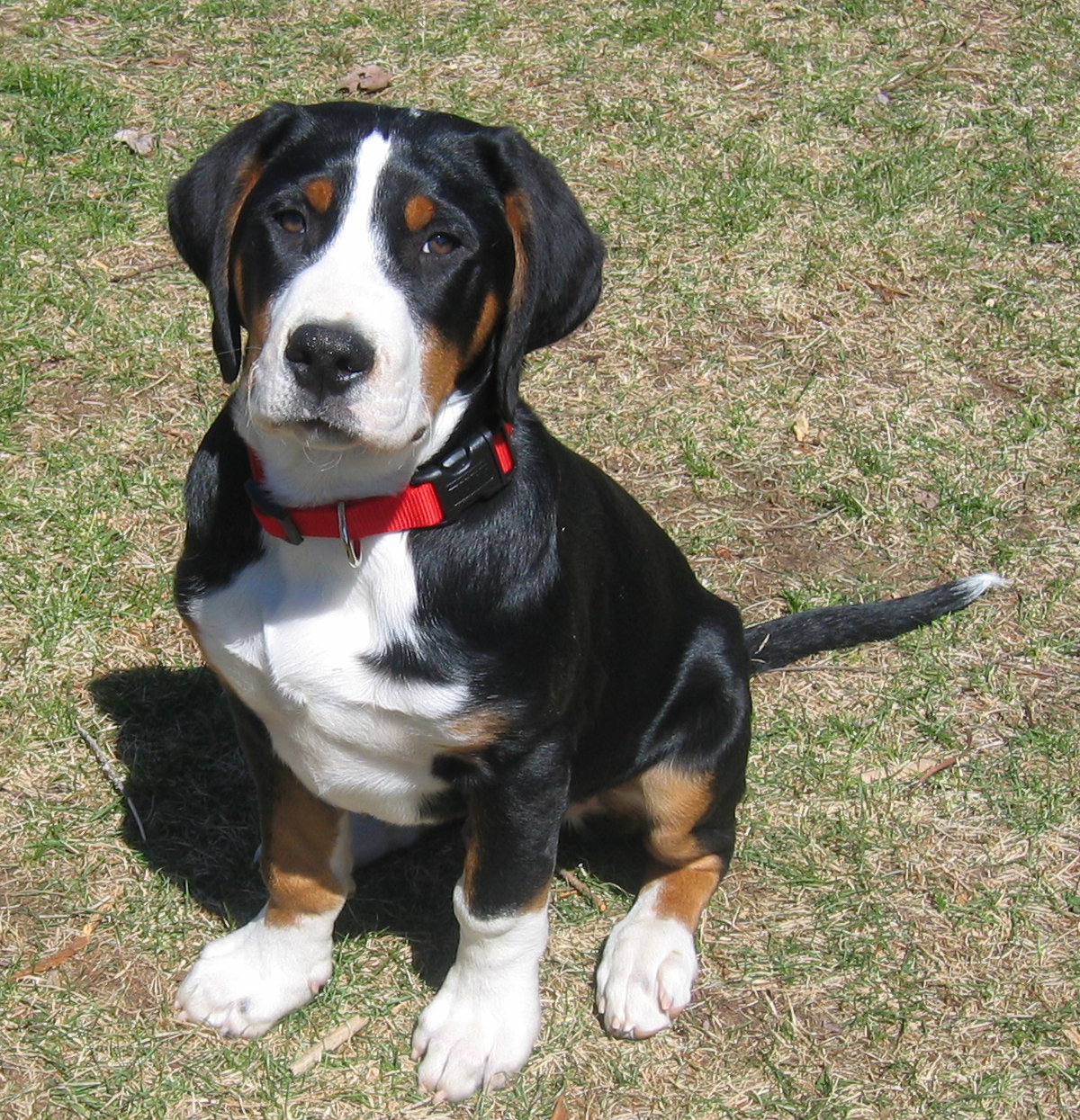 Greater Swiss Mountain Dog - Dog Breed wallpaper