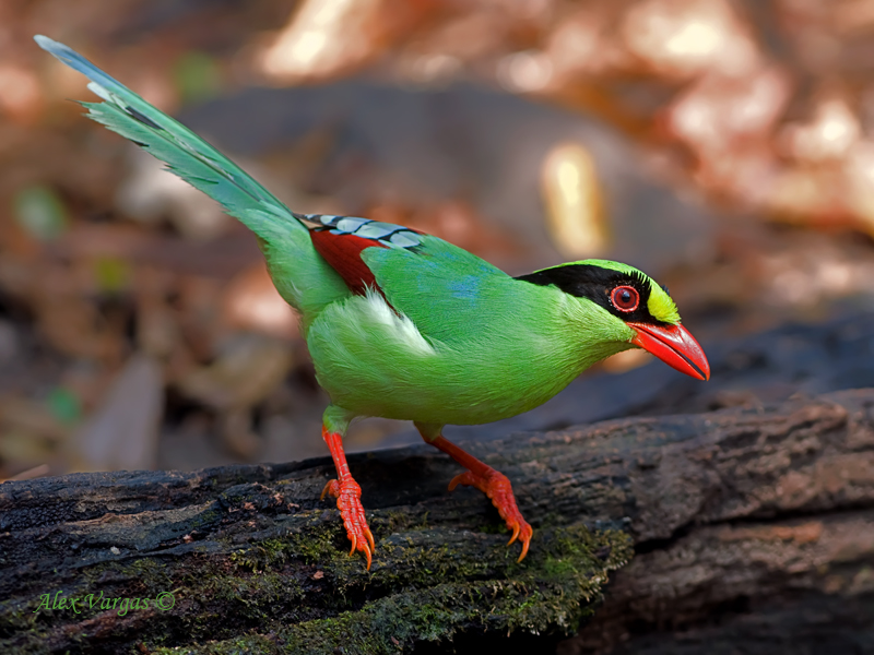 Green magpie