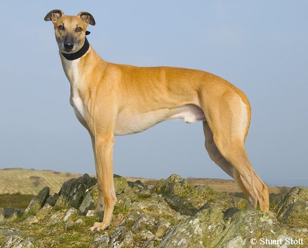 Greyhound - Dog Breed