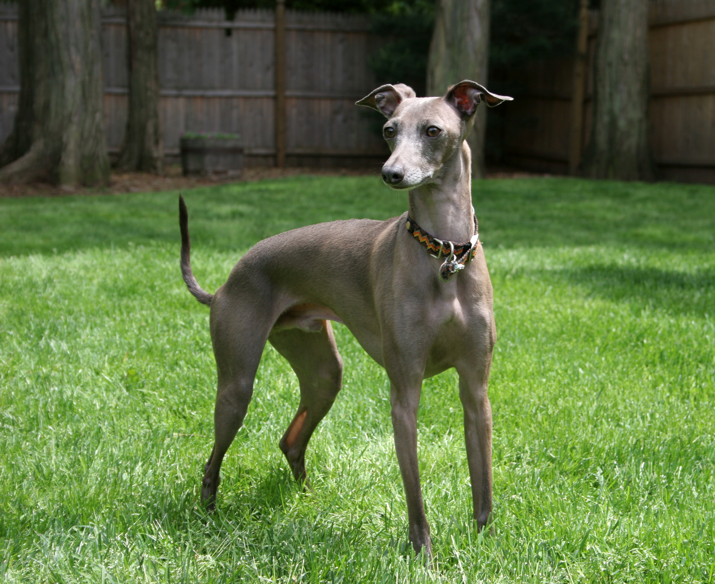 Cool Greyhound - Dog Breed