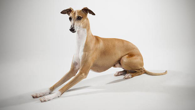 Greyhound - Dog Breed wallpaper