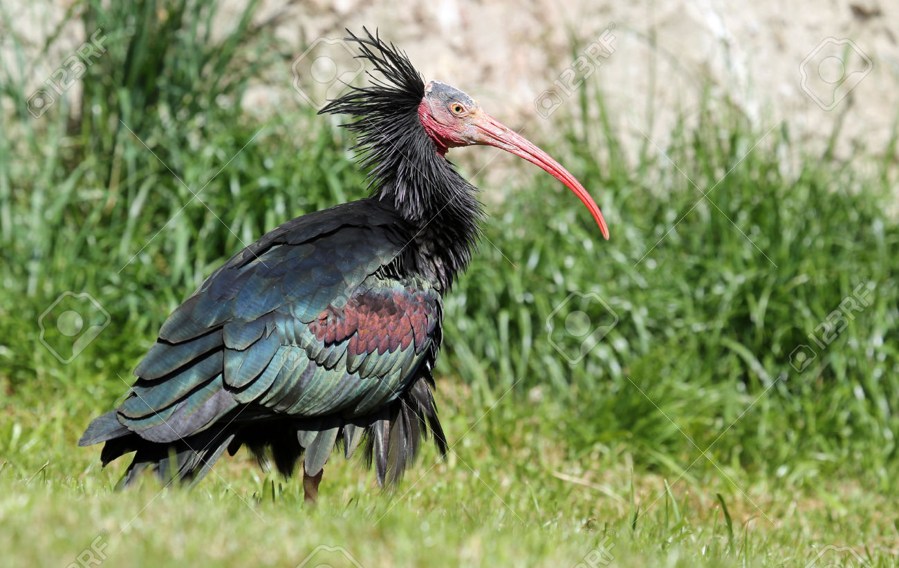 Hermit ibis