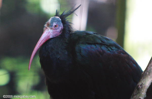 Pretty Hermit ibis