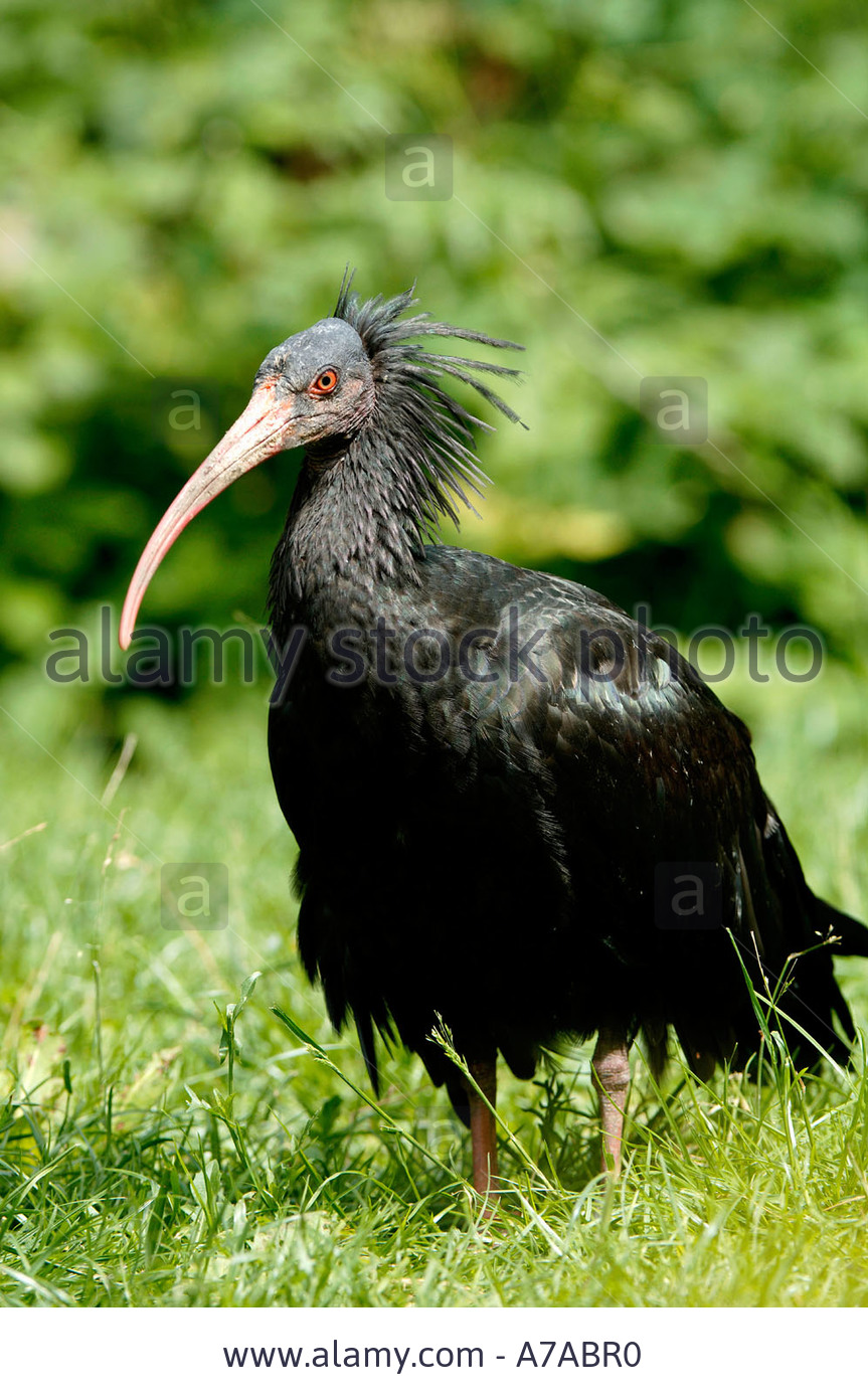 Pretty Hermit ibis
