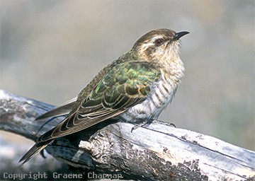 Pretty Horsfield’s bronze-cuckoo