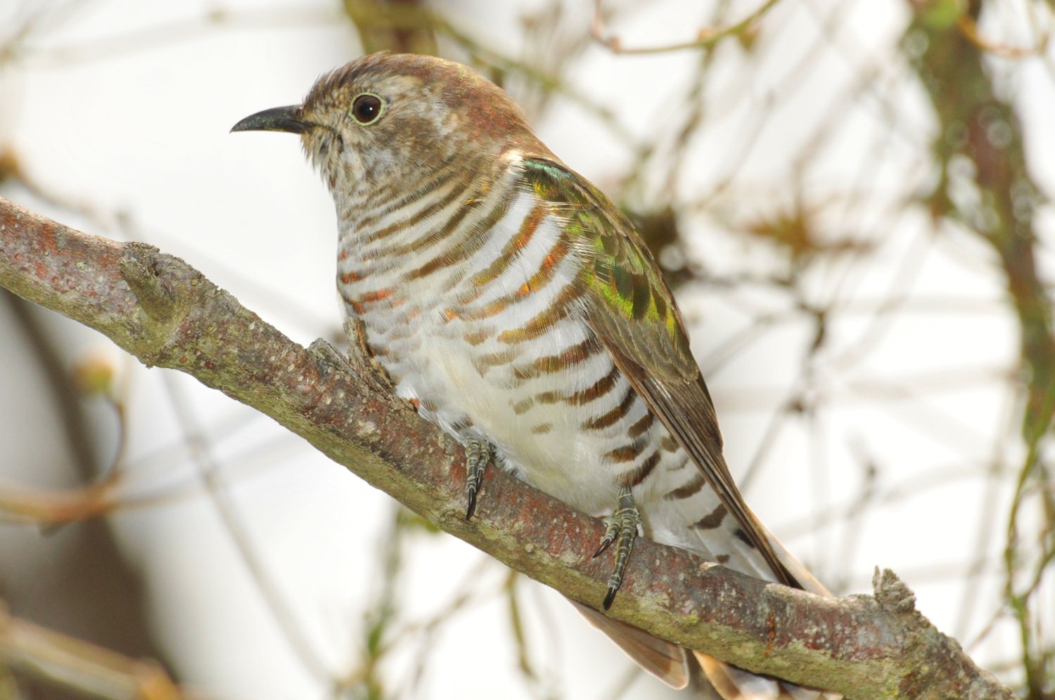 Pretty Horsfield’s bronze-cuckoo