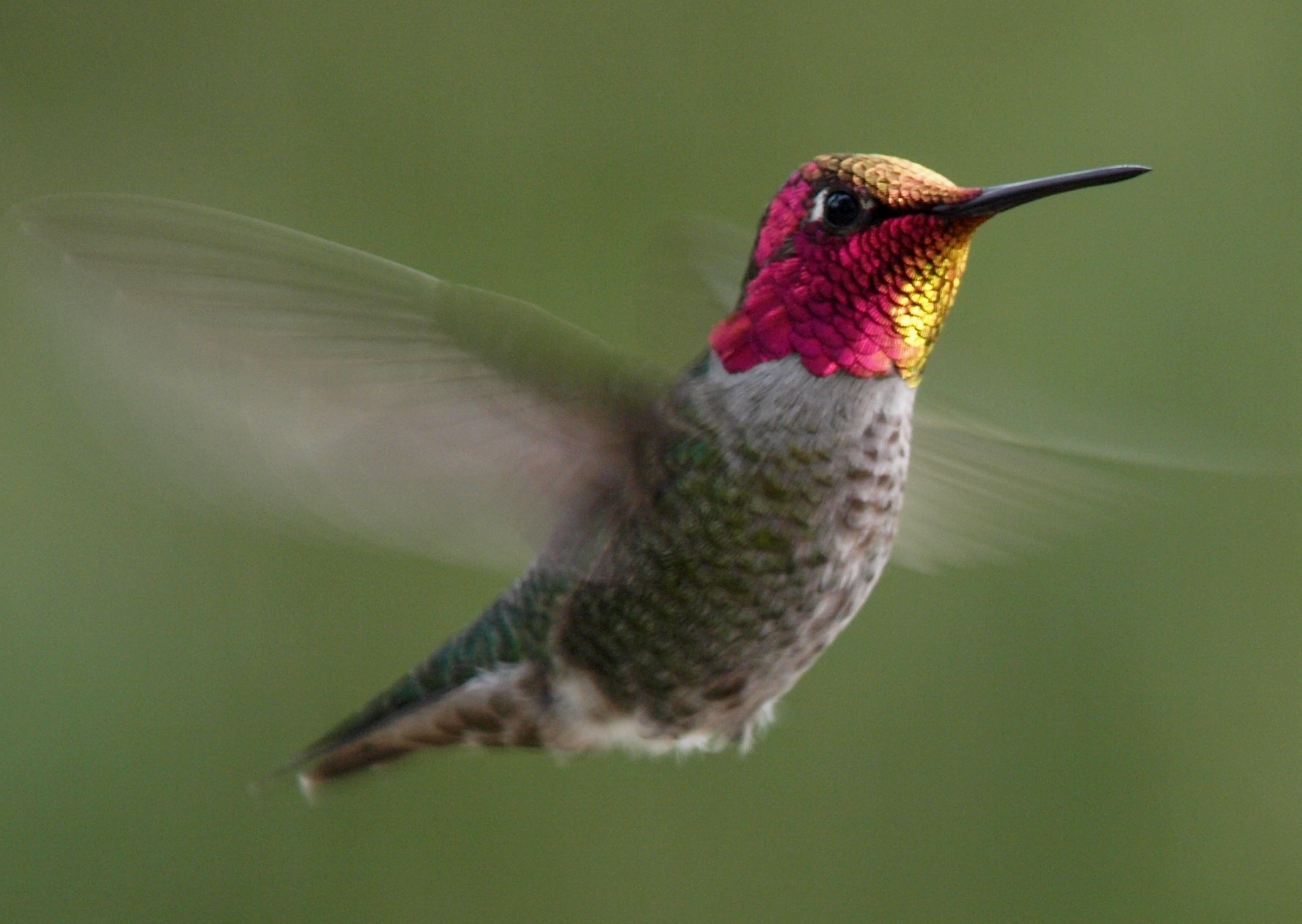 Pretty Hummingbird
