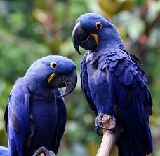 Pretty Hyacinth macaw