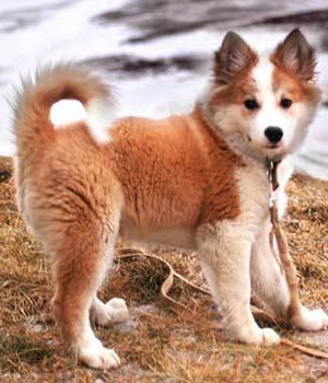 Cute Icelandic Sheepdog - Dog Breed