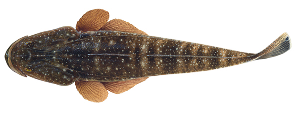 Indian flathead fish