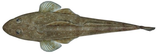 Pretty Indian flathead fish