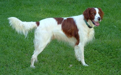 Nice Irish Red and White Setter - Dog Breed