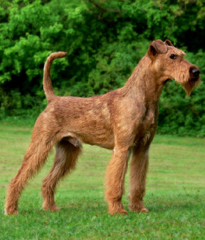 Pretty Irish Terrier - Dog Breed