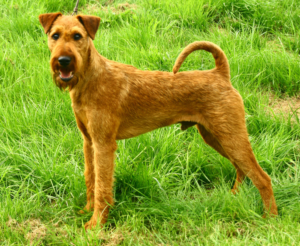 Cute Irish Terrier - Dog Breed