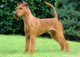 Wallpaper Irish Terrier - Dog Breed