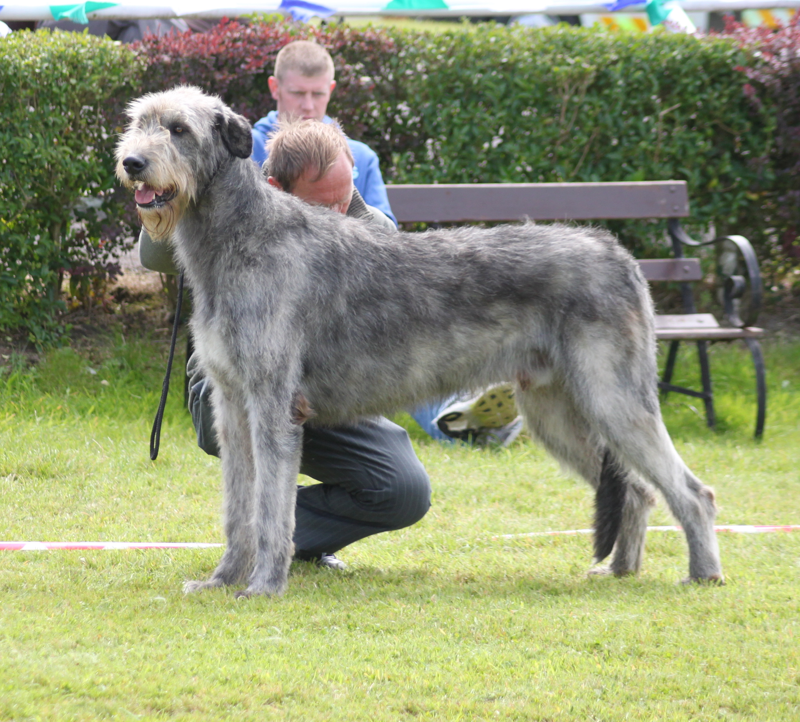 Wallpaper Irish Wolfhound - Dog Breed