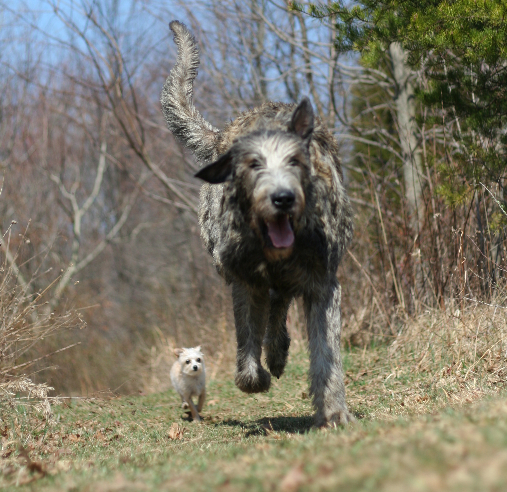 Irish Wolfhound - Dog Breed photo 