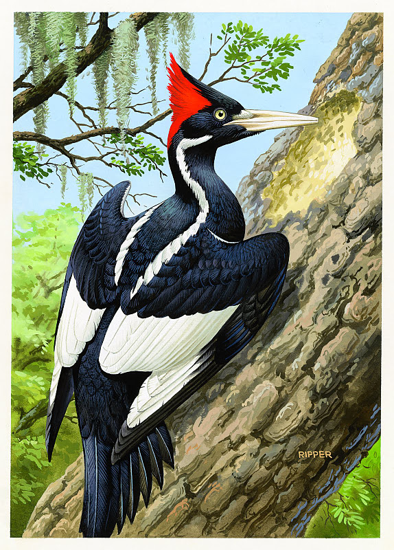 Ivory-billed woodpecker