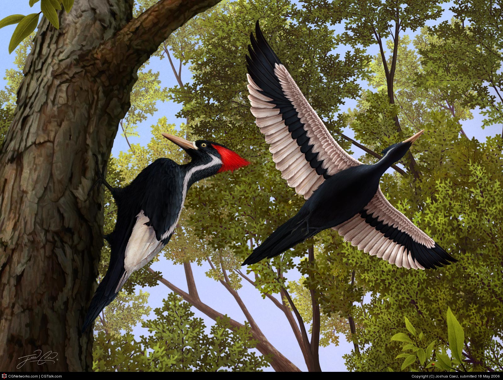 Pretty Ivory-billed woodpecker