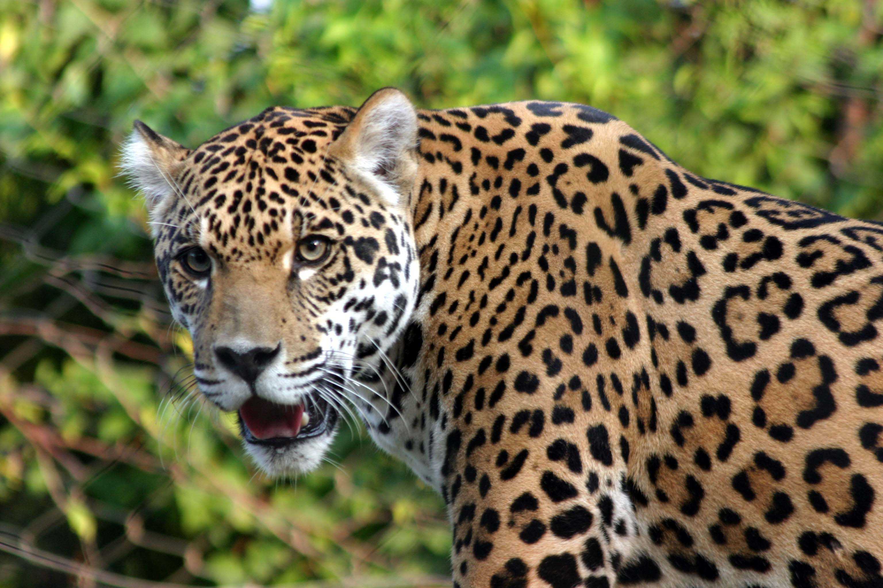 Cute Jaguar