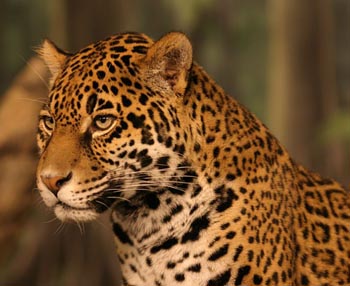 Photo Jaguar