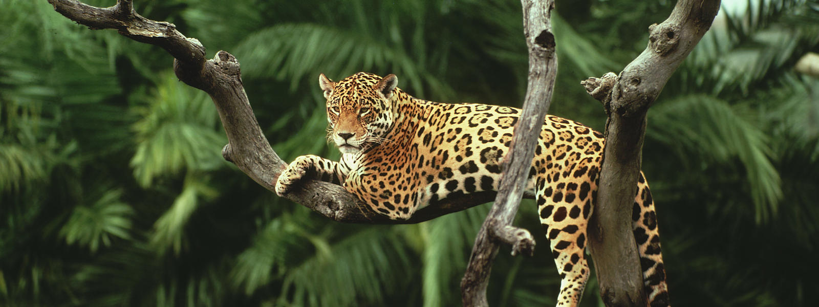 Jaguar wallpaper
