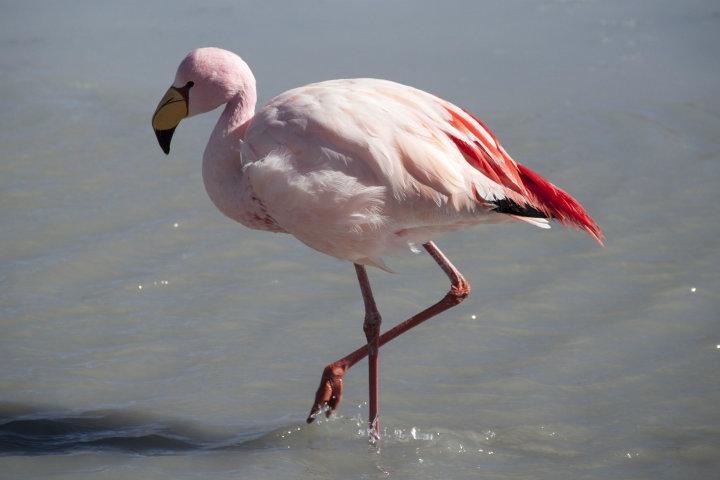 James’ flamingo