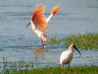 Japanese ibis