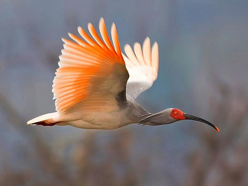 Pretty Japanese ibis