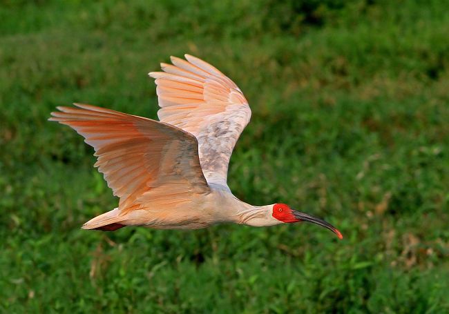 Pretty Japanese ibis
