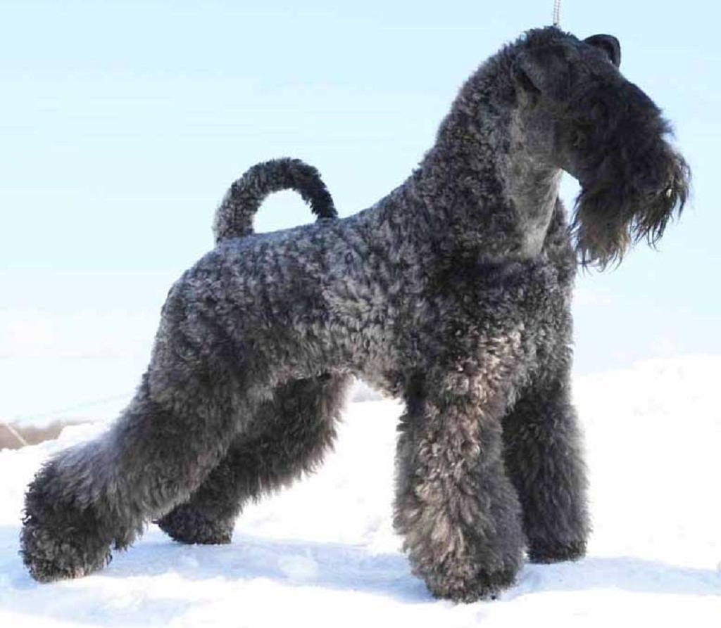 Cool Kerry Blue Terrier - Dog Breed