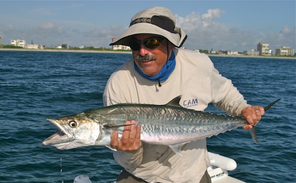 Pretty King mackerel