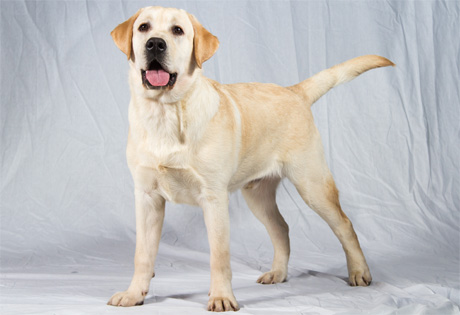 Pretty Labrador Retriever - Dog Breed