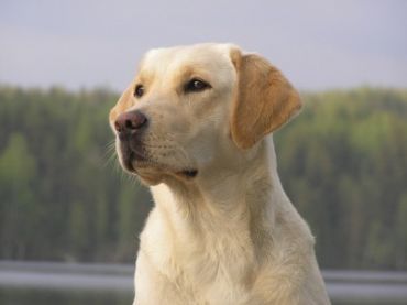 Labrador Retriever - Dog Breed wallpaper