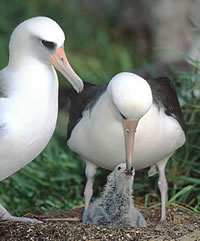 Pretty Laysan albatross