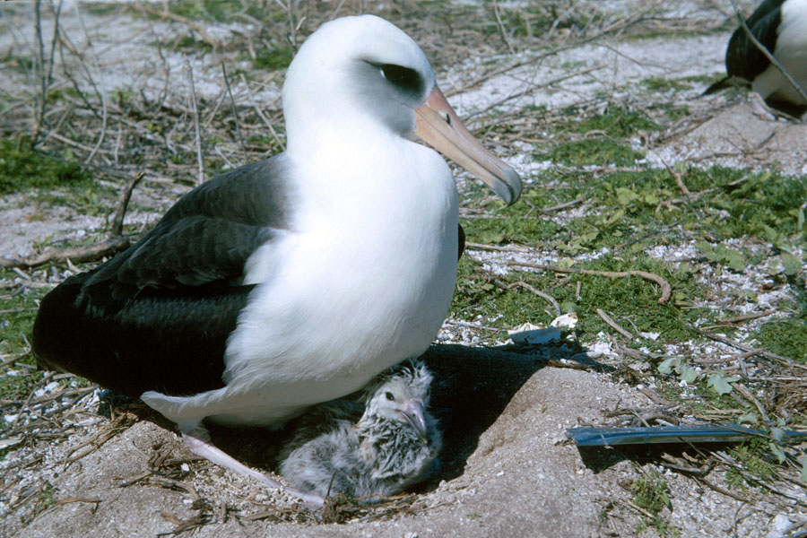 Pretty Laysan albatross