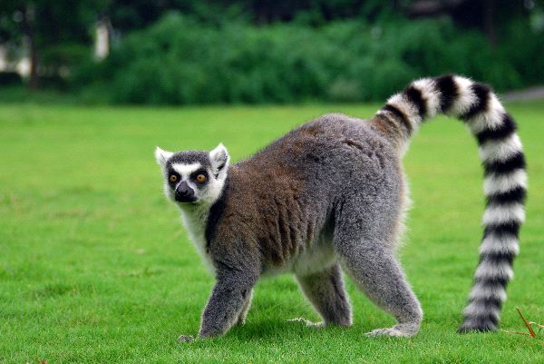 Photo Lemur