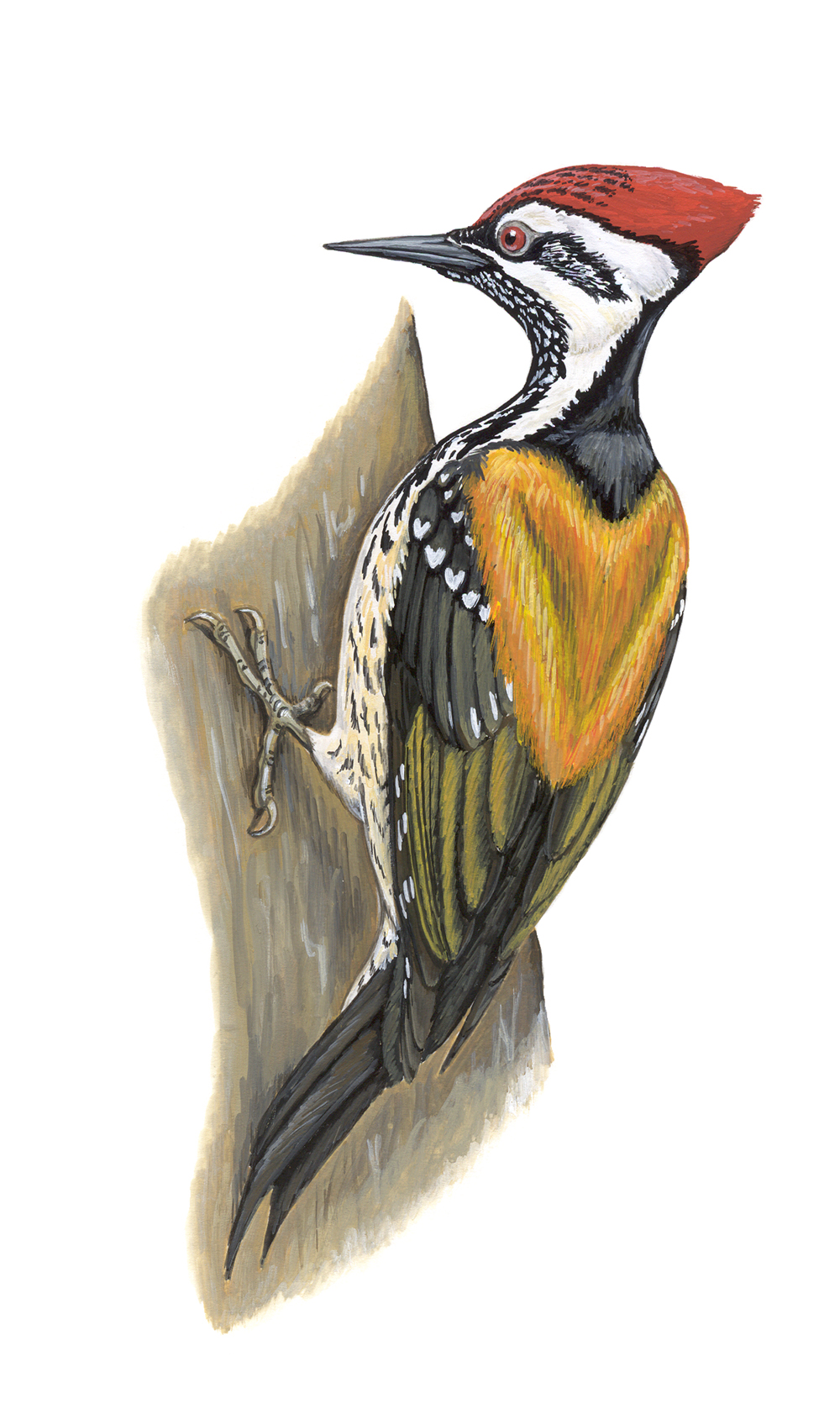 Pretty Lesser flame-backed woodpecker